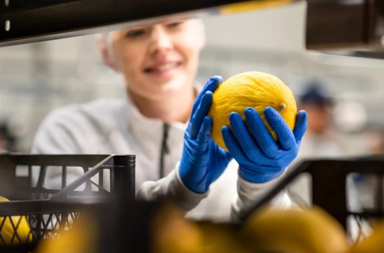 Rękawice Lateksowe Ambulance High Risk – Niebieskie, Grube, Bezpudrowe, 50 szt. zdjęcie rękawic w użyciu